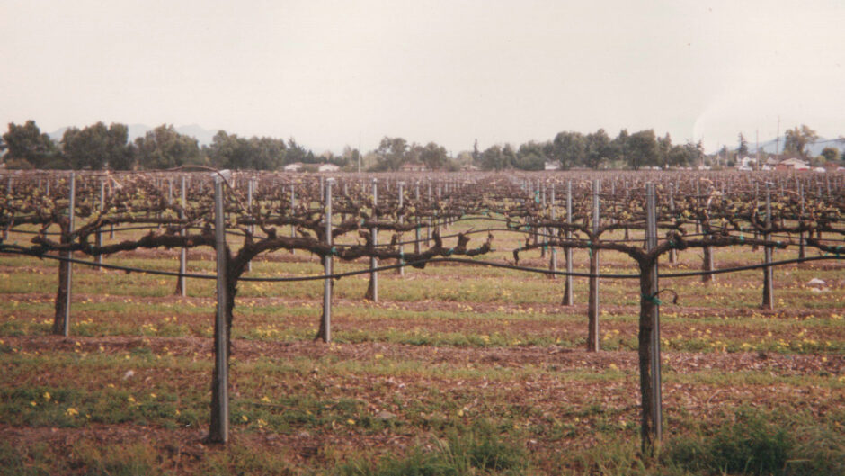 Grapevine branches are pruned short for maximum fruit